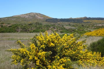 Hiking and Birdwatching in Fanal Forest, Portugal