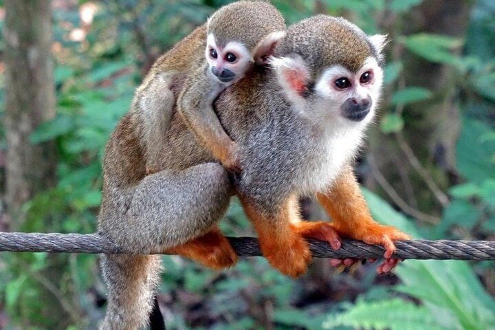 Damajagua Waterfalls and Monkey Private Van Tour