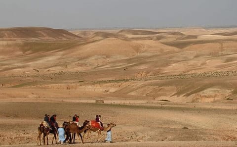 Camel Ride Through Agafay Desert Near Marrakech