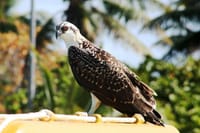 Paradise Islands Tour: Isla Contoy and Isla Mujeres 8
