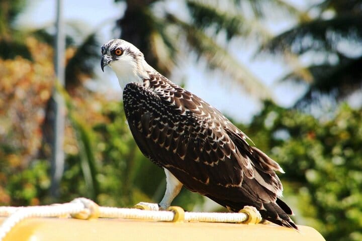 Paradise Islands Tour: Isla Contoy and Isla Mujeres 8