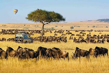 5Day Wild Heart Masai Mara, Nakuru and Naivasha Tour