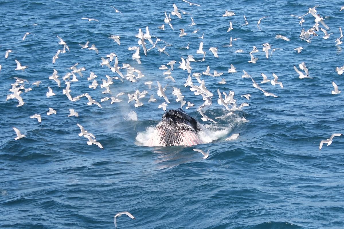 Whale Watching & Lava Show Reykjavik: Nature's Breathtaking Spectacle