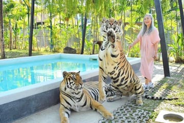 Skip the line: Pattaya Tiger Park Admission Ticket
