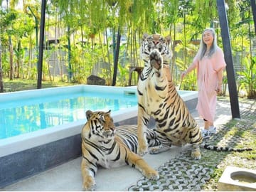 Skip the line: Pattaya Tiger Park Admission Ticket