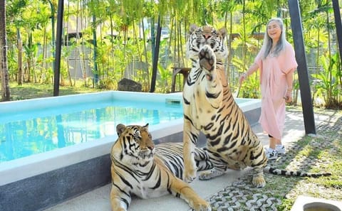 Skip the line: Pattaya Tiger Park Admission Ticket