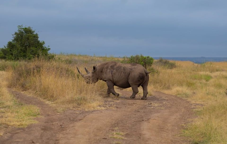 Night Game Drive Safari in Nairobi National Park