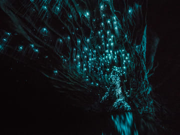Day Tour of Waitomo Ruakuri Caves and Hamilton Gardens