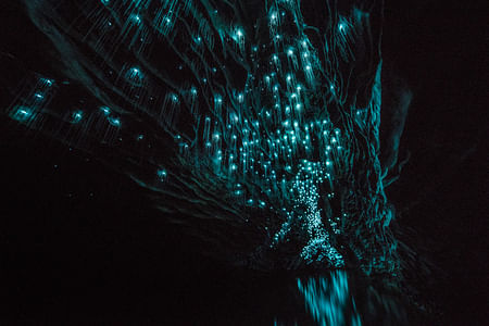 WAITOMO Glowworm Caves & Hamilton Gardens – Private – Day Tour from Auckland