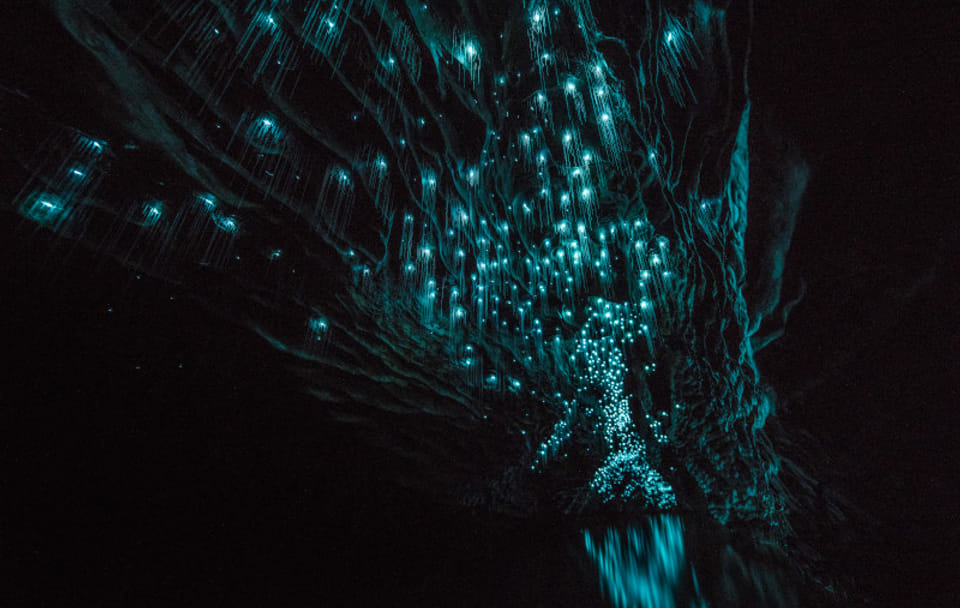 Day Tour to Waitomo Glowworm Caves and Hamilton Gardens