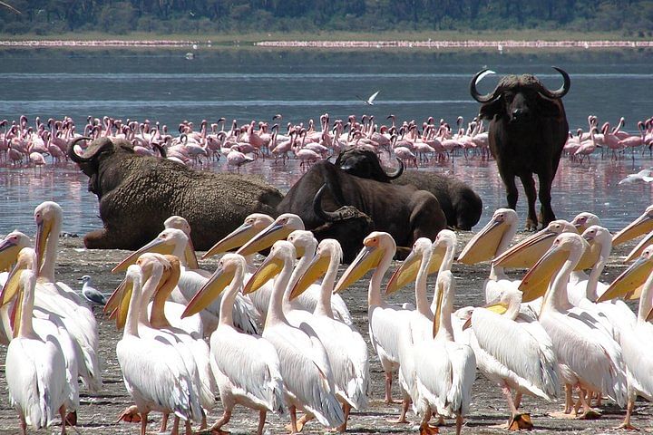 Lake Nakuru Safari & Scenic Boat Ride on Lake Naivasha from Nairobi