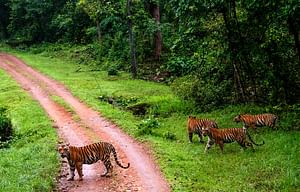 Tiger Tales: A Wildlife Adventure in Central India