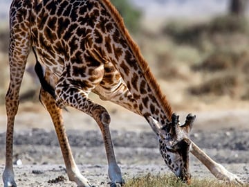Amboseli Full Day Trip from Nairobi