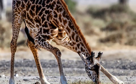 Amboseli Full Day Trip from Nairobi
