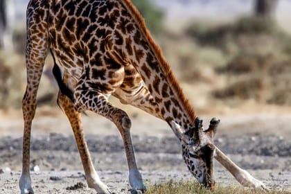 Amboseli Full Day Trip from Nairobi