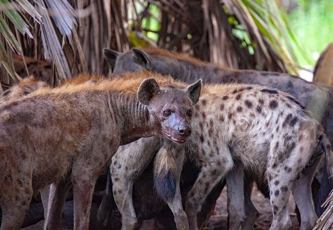 From Arusha: Day Trip to Lake Manyara National Park 8