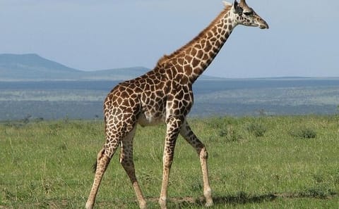 Guided 2-Day Birdwatching Tour at Lake Elementaita from Nairobi