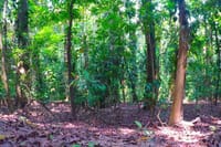 Udawatta Kele Sanctuary Bird Watching and Trekking from Kandy 3