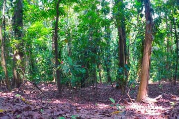 Udawatte Kele Santuary with Nature Walk from Kandy