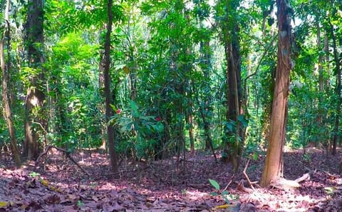 Nature Walk in Udawatte Kele Sanctuary from Kandy