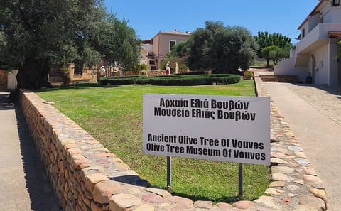 Chania Old Town and Olive Oil Experience Tour