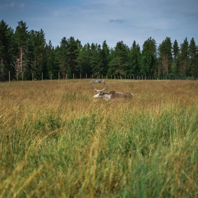 Visit Taava Reindeer Farm: Traditional Lapland Reindeer Encounters