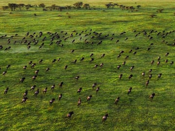 Wildebeest in the serengeti park