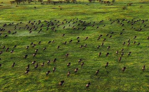 8 Days Small Group Tour in Kenya and Tanzania