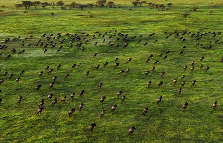 8 Days Small Group Tour in Kenya and Tanzania