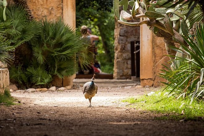 Peacock in the City of Qarth