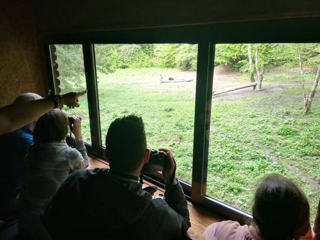 Evening at BEAR HIDE, in the wild 4