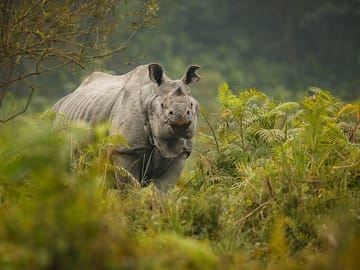One horned Rhinoceros at Chitwan National Park