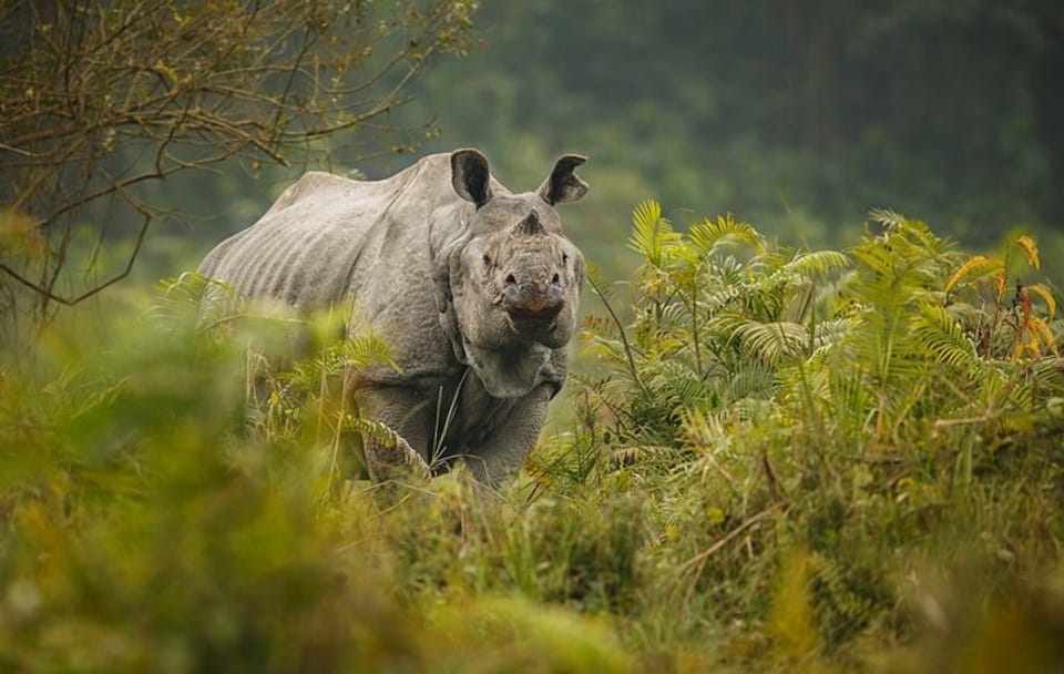 Chitwan National Park Safari and ATV Tour from Kathmandu