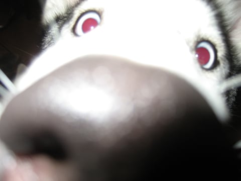 Husky Petting in Akureyri , photo 7