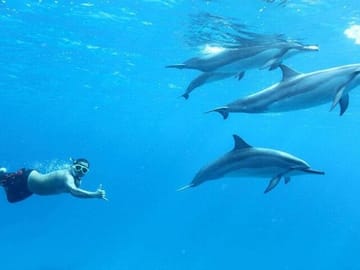 Dolphin Watching and Snorkeling Cruise in Hurghada