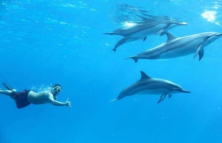 Dolphin House Snorkeling Cruise in Hurghada with Lunch