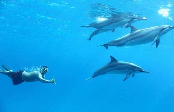 Dolphin House Snorkeling Cruise in Hurghada with Lunch