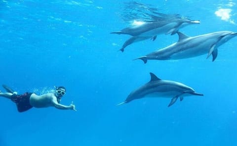 Dolphin Watching and Snorkeling Cruise in Hurghada