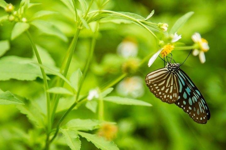 Full-day Cuc Phuong National Park Eco-adventure