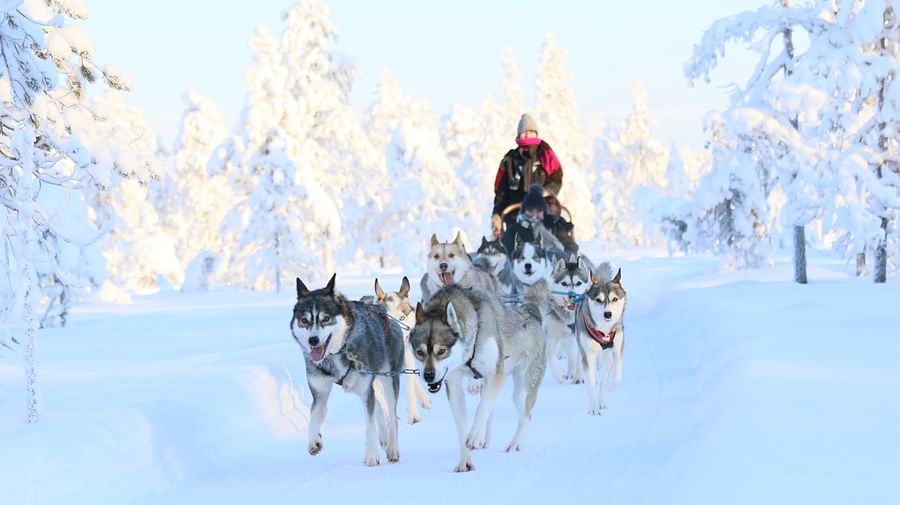 Siberian Husky, Husky safari, Husky ride, Husky Park, Rovaniemi Lapland
