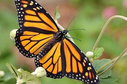 10 Days All Inclusive Tour Exploring Natural Beauty of Sri Lanka