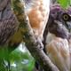 Spectacled Owl Hanging bridges tour with johnylovesnature