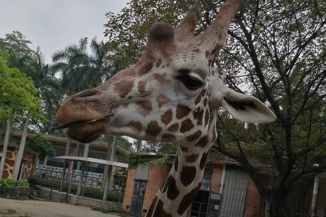 Private Family Day Tour in Guangzhou to Grandview Aquarium and Guangzhou Zoo photo 2