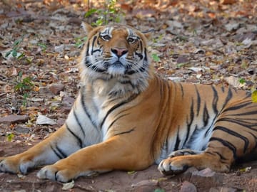 Wildlife Safari Tour in Tadoba, Pench, Kanha & Bandhavgarh