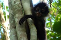 Mayan Inland Expedition from Tulum: Punta Laguna and Coba Ruins 7