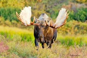 Private Moose safari - Rovaniemi