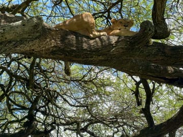 7 Days Tanzania Highlights: Serengeti Safari & Kilimanjaro Views