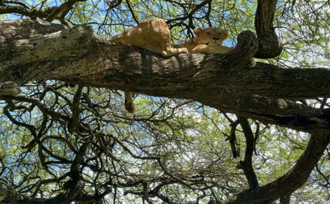 7 Days Tanzania Highlights: Serengeti Safari & Kilimanjaro Views