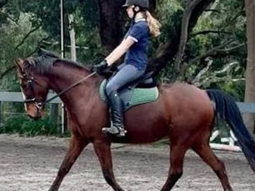 Private Horse Riding Activity in Port City, Sri Lanka