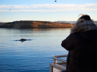 Whale Watching Cruise on a Yacht in Reykjavik , photo 17